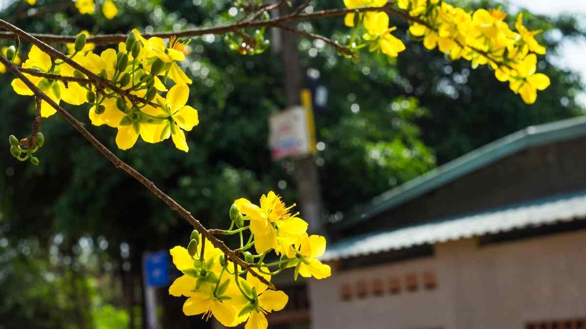 Hình nền hoa Mai ngày Tết 3D sắc nét Hình nền hoa Mai ngày Tết 3D sắc nét