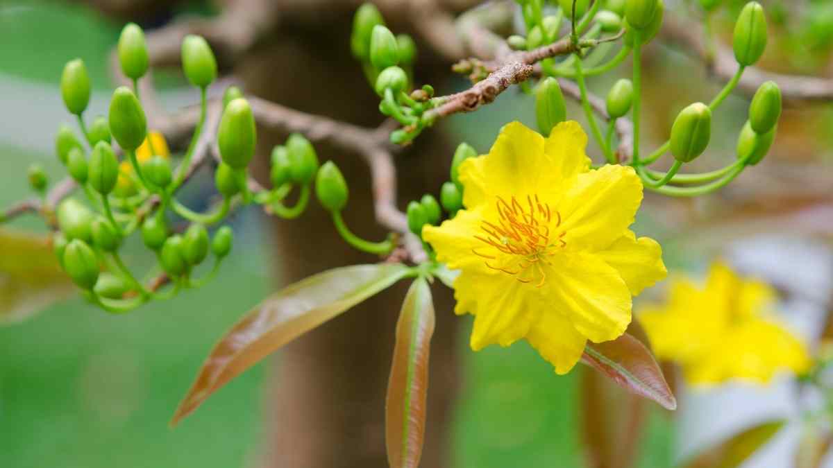 Hình nền hoa Mai ngày Tết 3D sắc nét Hình nền hoa Mai ngày Tết 3D sắc nét