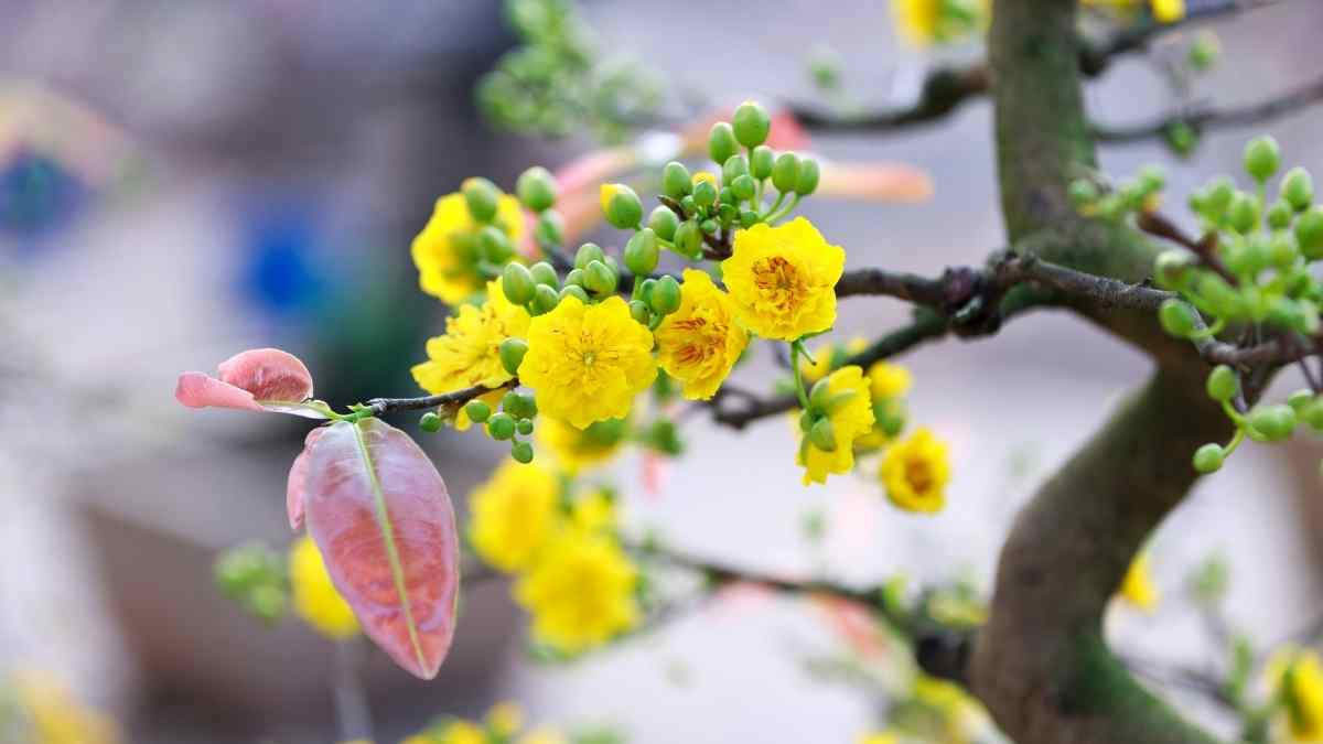 Hình nền hoa Mai ngày Tết 3D sắc nét Hình nền hoa Mai ngày Tết 3D sắc nét