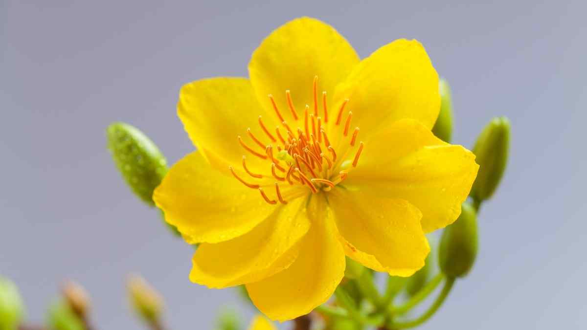 Hình nền hoa Mai ngày Tết 3D sắc nét Hình nền hoa Mai ngày Tết 3D sắc nét