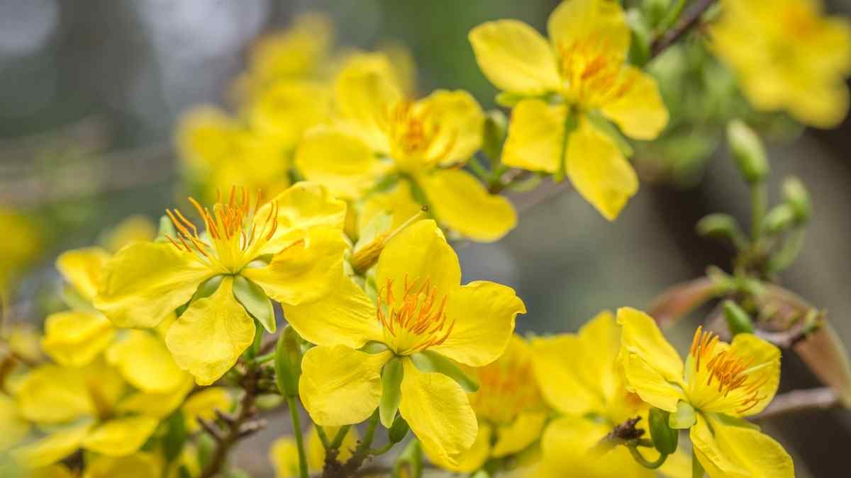 Hình nền hoa Mai ngày Tết 3D sắc nét Hình nền hoa Mai ngày Tết 3D sắc nét