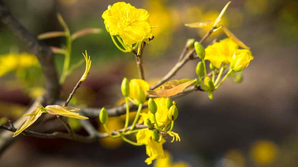 Hình nền hoa Mai ngày Tết 3D sắc nét Hình nền hoa Mai ngày Tết 3D sắc nét