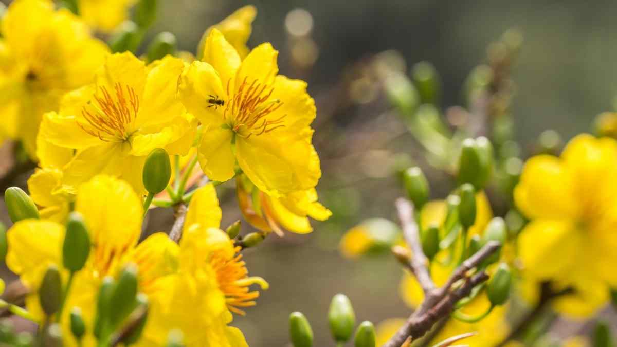 Hình nền hoa Mai ngày Tết 3D sắc nét Hình nền hoa Mai ngày Tết 3D sắc nét