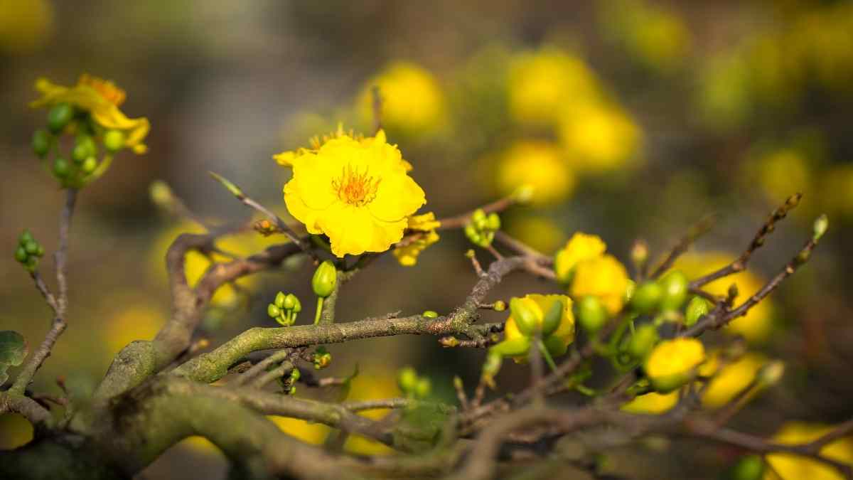 Hình nền hoa Mai ngày Tết 3D sắc nét Hình nền hoa Mai ngày Tết 3D sắc nét