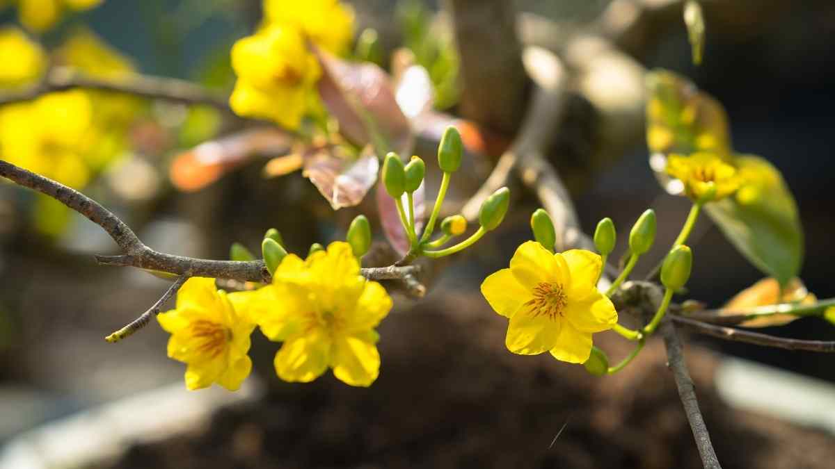 Hình nền hoa Mai ngày Tết 3D sắc nét Hình nền hoa Mai ngày Tết 3D sắc nét