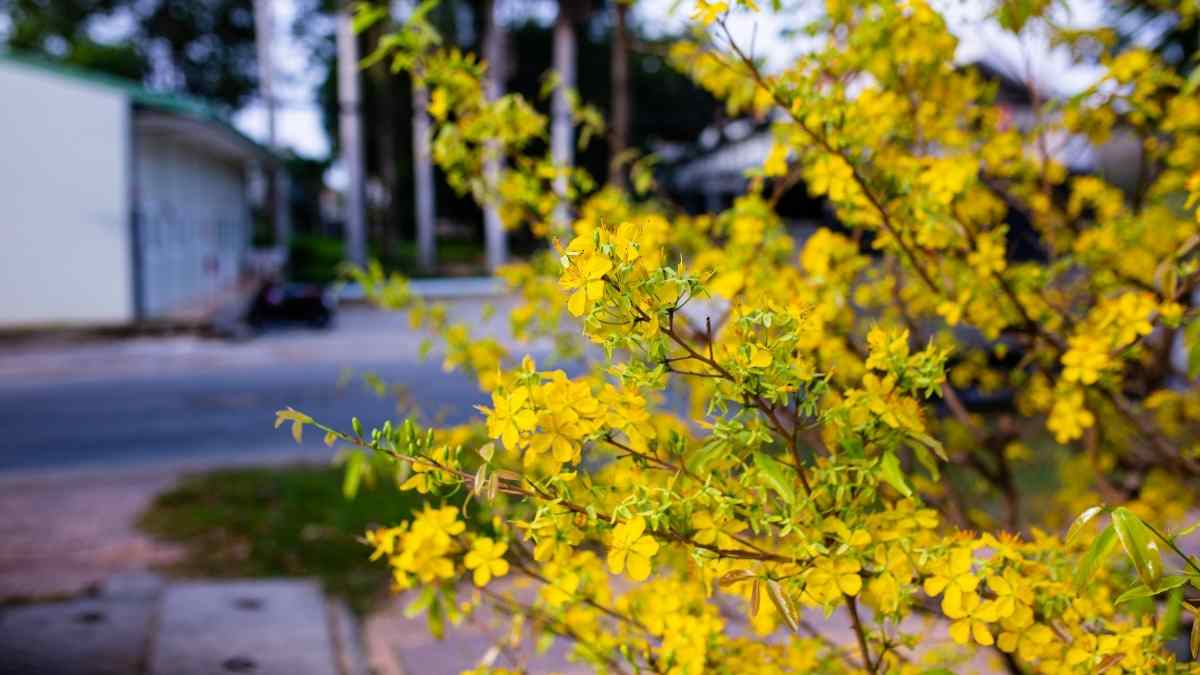 Hình nền hoa Mai ngày Tết 3D sắc nét Hình nền hoa Mai ngày Tết 3D sắc nét