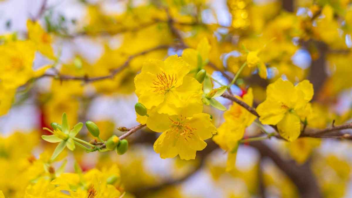 Hình nền hoa Mai ngày Tết 3D sắc nét Hình nền hoa Mai ngày Tết 3D sắc nét