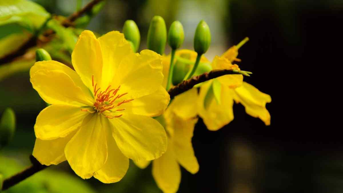 Hình nền hoa Mai ngày Tết 3D sắc nét Hình nền hoa Mai ngày Tết 3D sắc nét