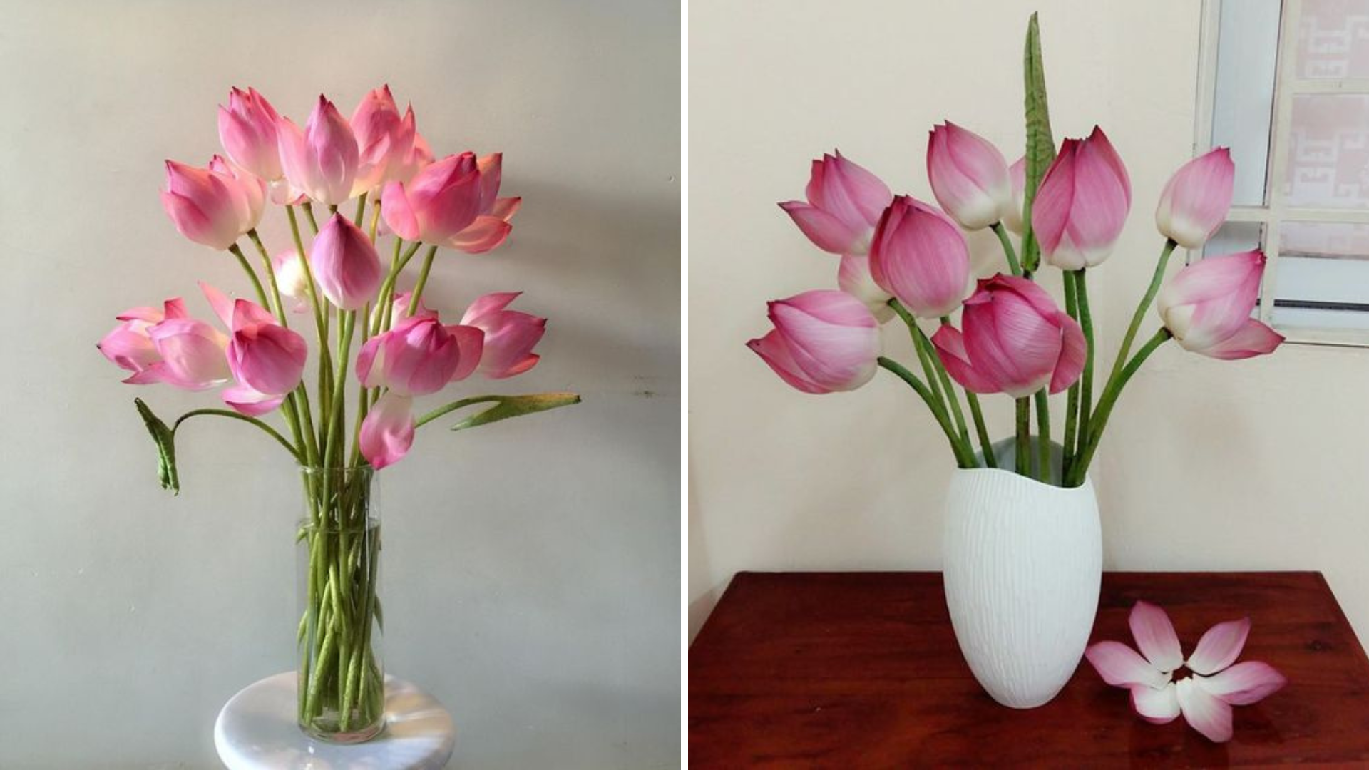 Hoa sen là biểu tượng của sự thanh khiết, cao quý và thuần khiết