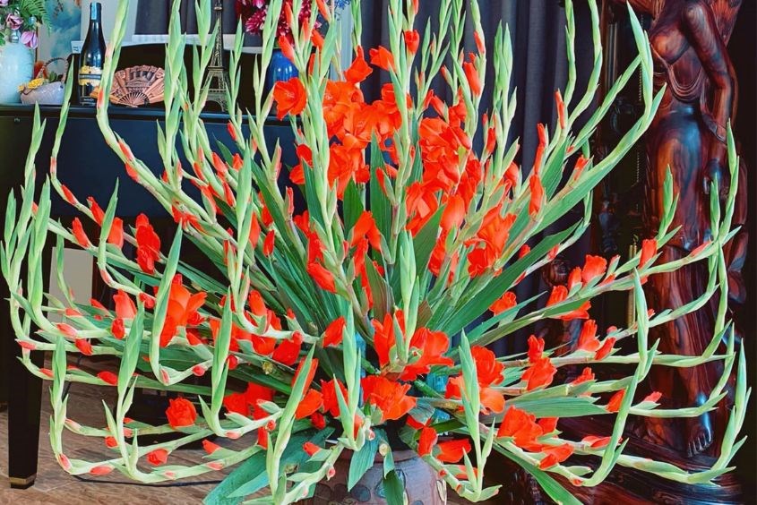 Hoa lay ơn tượng trưng cho sự ngay thẳng, thành tâm và lòng kính trọng