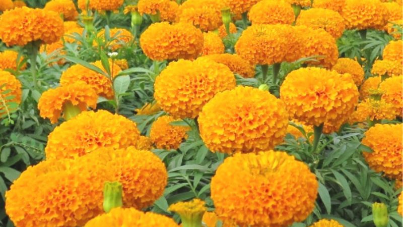 Hoa cúc vạn thọ là loài hoa mang ý nghĩa trường thọ, sức khỏe