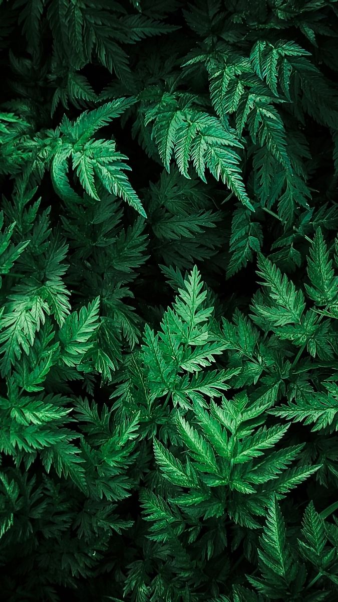 Hình nền mệnh Mộc với rừng cây, sắc xanh tươi mát giúp kích hoạt sinh khí, sáng tạo và phát triển bền vững