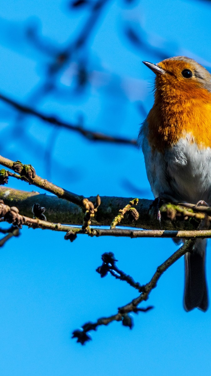 Hình nền mệnh Mộc với rừng cây, sắc xanh tươi mát giúp kích hoạt sinh khí, sáng tạo và phát triển bền vững
