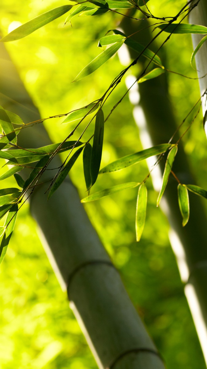 Hình nền mệnh Mộc với rừng cây, sắc xanh tươi mát giúp kích hoạt sinh khí, sáng tạo và phát triển bền vững