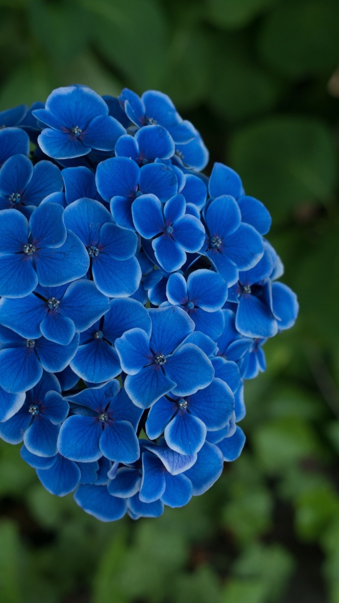 Hình nền mệnh Mộc với rừng cây, sắc xanh tươi mát giúp kích hoạt sinh khí, sáng tạo và phát triển bền vững