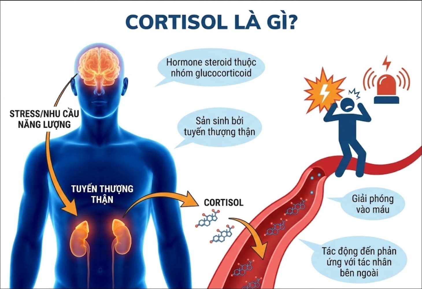 Cortisol là hormone ảnh hưởng đến cách con người phản ứng khi gặp stress