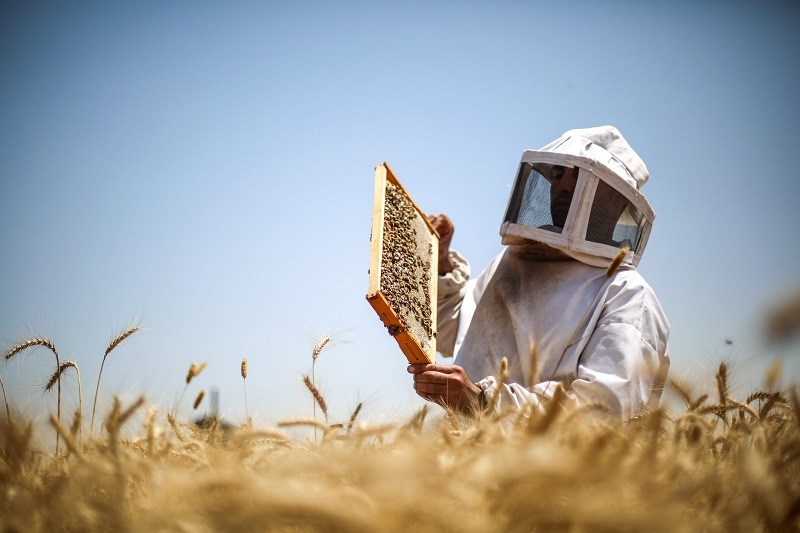 Mật ong Manuka chứa nhiều hoạt chất có lợi cho sức khỏe: Mật ong Manuka chứa nhiều hoạt chất có lợi cho sức khỏe: