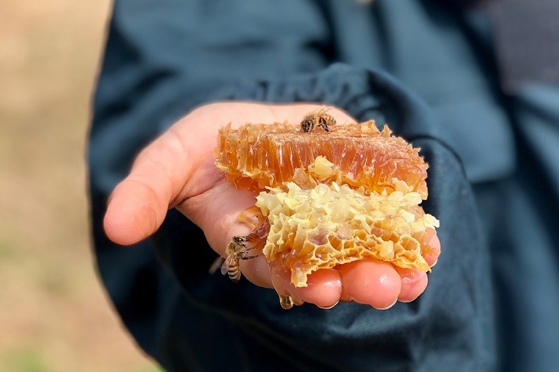 Nên chọn mật ong Manuka loại nào? Nên chọn mật ong Manuka loại nào?