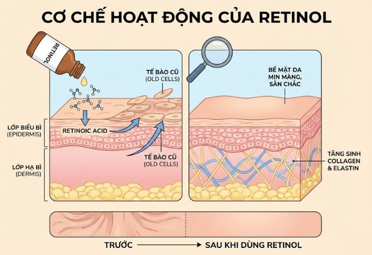 Cơ chế hoạt động của Retinol