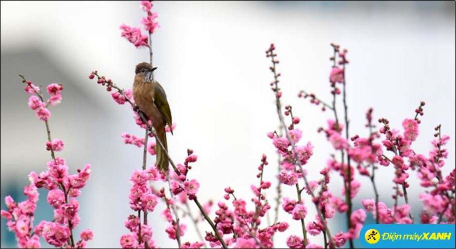 Qua thời gian và sự biến âm của ngôn ngữ, chữ Lạp được đọc chệch thành Chạp