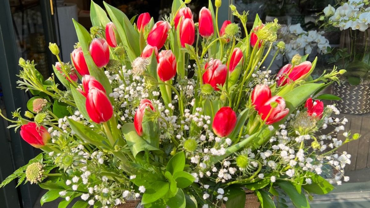 Tulip đại diện cho tình yêu hoàn hảo Tulip đại diện cho tình yêu hoàn hảo