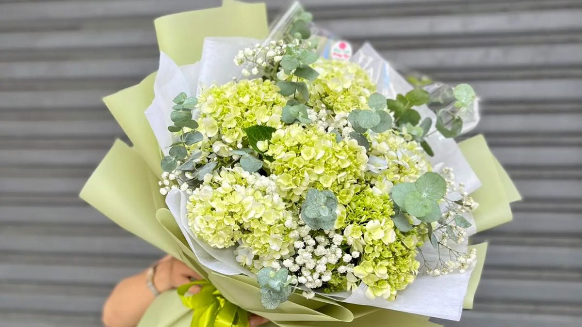 Cẩm tú cầu đại diện cho sự chân thành và lòng biết ơn sâu sắc Cẩm tú cầu đại diện cho sự chân thành và lòng biết ơn sâu sắc