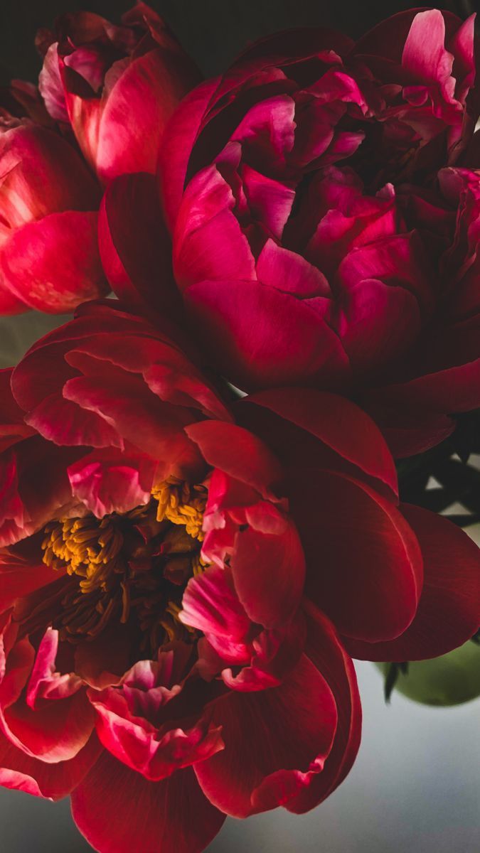 Đổi hình nền điện thoại hoa mẫu đơn giúp thu hút năng lượng tích cực và tạo cảm hứng mỗi ngày Hoa mẫu đơn đỏ tượng trưng tình yêu nồng cháy, giúp tăng vận đào hoa và mang lại may mắn