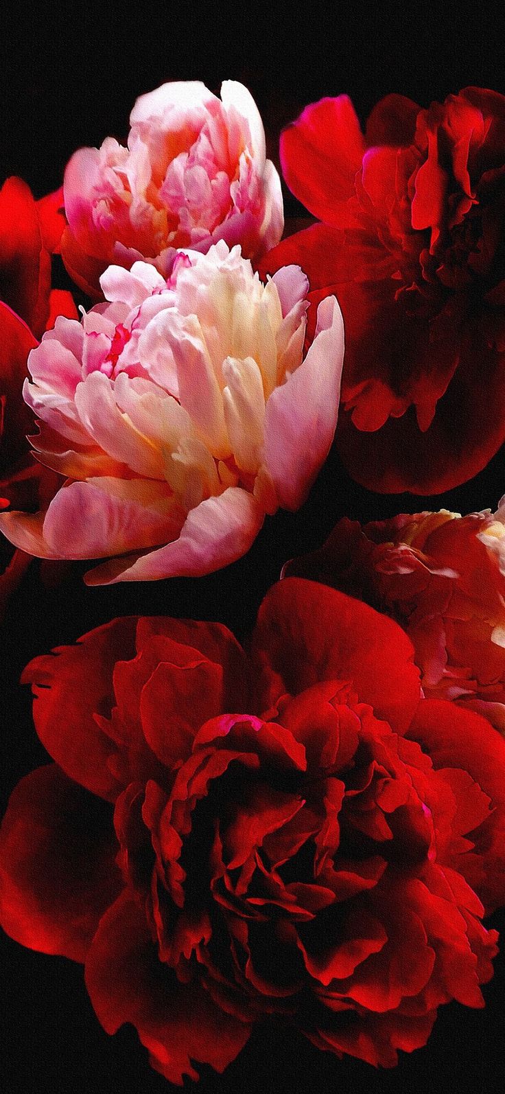 Đổi hình nền điện thoại hoa mẫu đơn giúp thu hút năng lượng tích cực và tạo cảm hứng mỗi ngày Hoa mẫu đơn đỏ tượng trưng tình yêu nồng cháy, giúp tăng vận đào hoa và mang lại may mắn