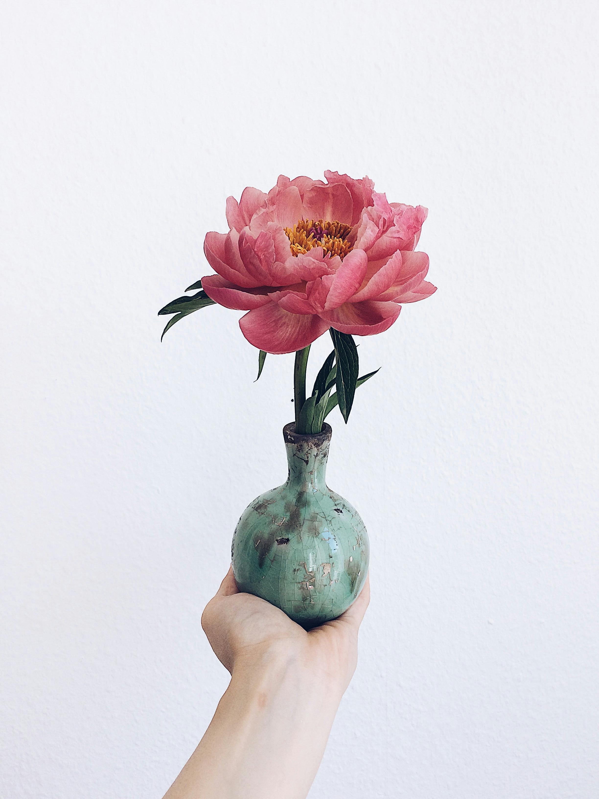 Hoa mẫu đơn hồng mang vẻ đẹp dịu dàng, tượng trưng tình cảm chân thành và hạnh phúc dài lâu Hoa mẫu đơn hồng mang vẻ đẹp dịu dàng, tượng trưng tình cảm chân thành và hạnh phúc dài lâu