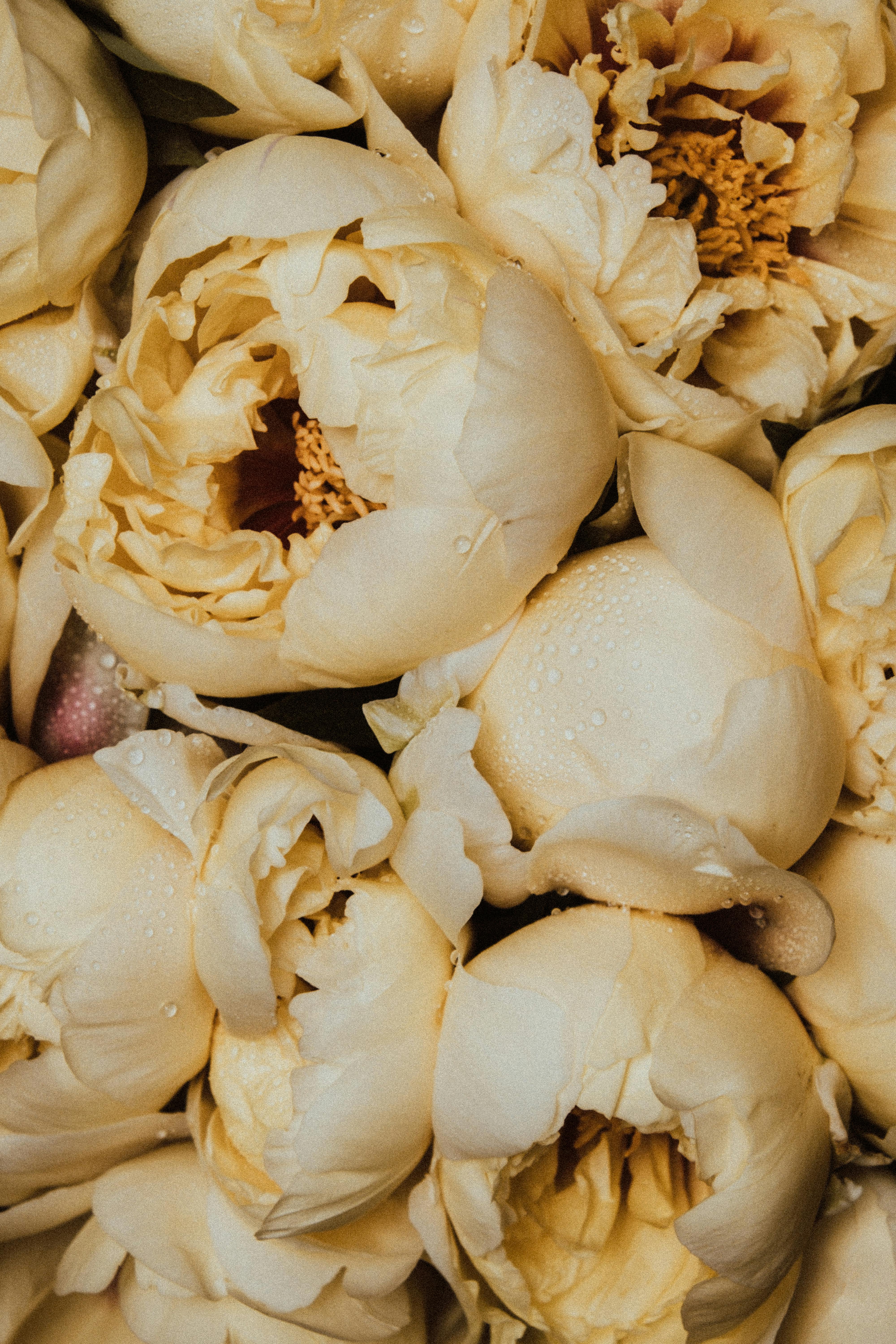 Hoa mẫu đơn vàng tượng trưng phú quý, giúp tăng vận khí tốt và tạo động lực phát triển sự nghiệp Hoa mẫu đơn vàng tượng trưng phú quý, giúp tăng vận khí tốt và tạo động lực phát triển sự nghiệp