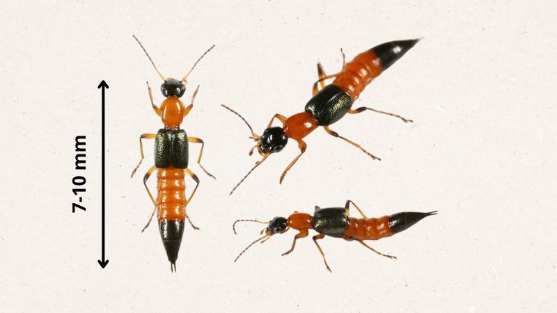 Kiến ba khoang dài khoảng 7-10mm, có màu đỏ cam xen kẻ thành từng khoang