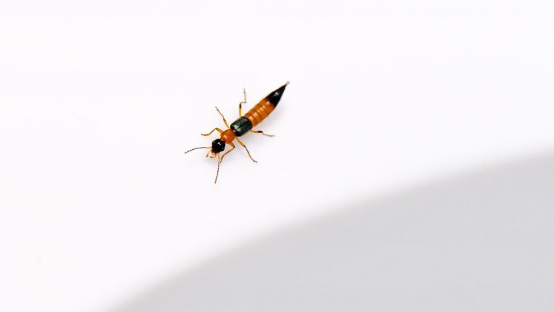 Kiến ba khoang có tập tính bị thu hút bởi ánh sáng mạnh như đèn huỳnh quang, đèn led