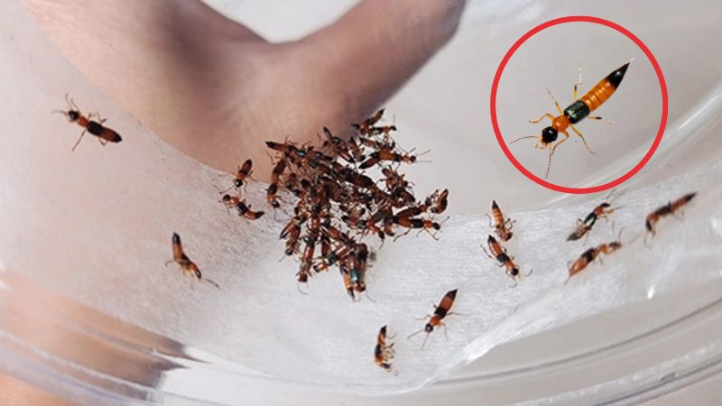 Kiến ba khoang xuất hiện phổ biến từ tháng 5 đến tháng 10, phát triển mạnh vào mùa mưa