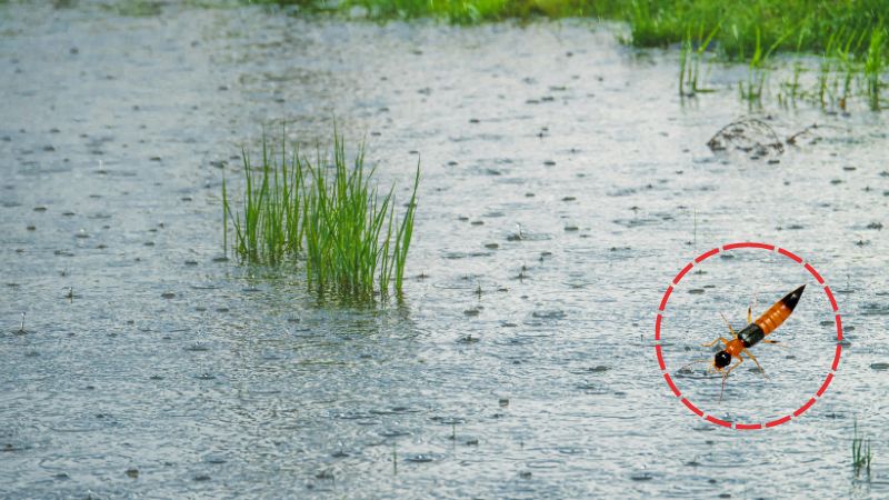 Mùa mưa thường đi kèm với độ ẩm cao tạo điều kiện cho côn trùng sinh sản