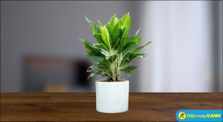 Cây Bạch mã hoàng tử thể hiện sự uy phong, lịch lãm; hỗ trợ công việc luôn thuận buồm xuôi gió