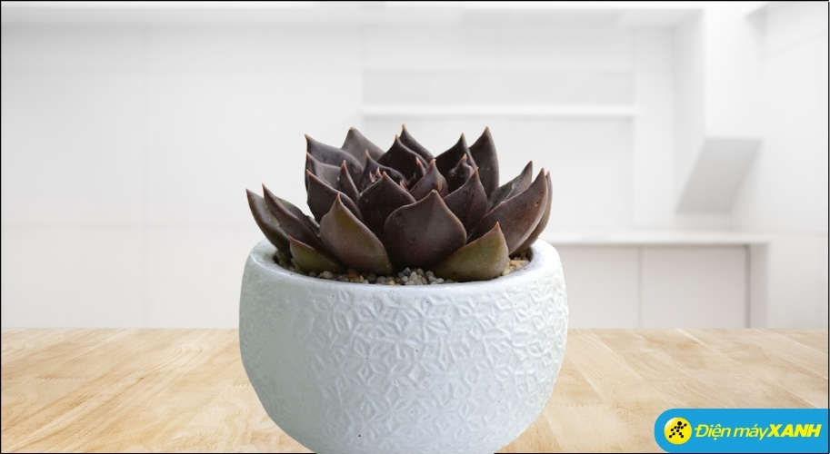 Người mệnh Thủy nên tránh trồng những cây có màu sắc chủ đạo là vàng sậm hoặc nâu đất