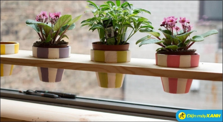 Nên đặt cây ở phòng khách để thu hút vượng khí, gần cửa sổ ở các hướng tốt