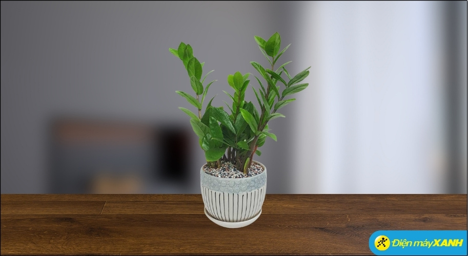 Cây Kim Tiền giúp chiêu tài, hút lộc, mang lại sự thịnh vượng và may mắn về tiền bạc