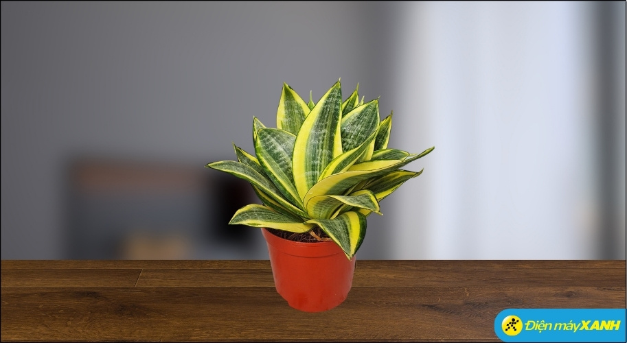 Cây Lưỡi Hổ có viền lá màu vàng (thuộc hành Kim) là lựa chọn tuyệt vời cho người mệnh Thủy theo nguyên tắc tương sinh