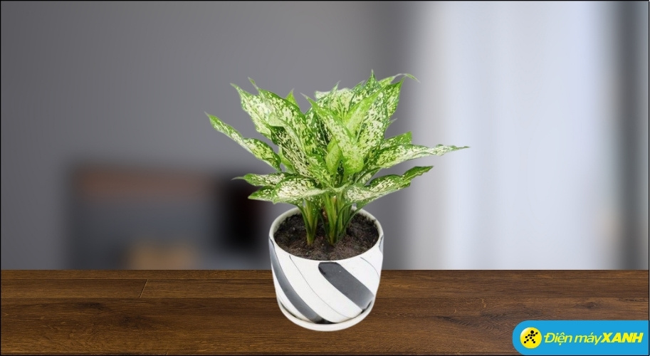 Cây Ngọc Ngân nổi bật với sự kết hợp hài hòa giữa màu trắng (Kim) ở giữa lá và màu xanh (Mộc) ở viền lá