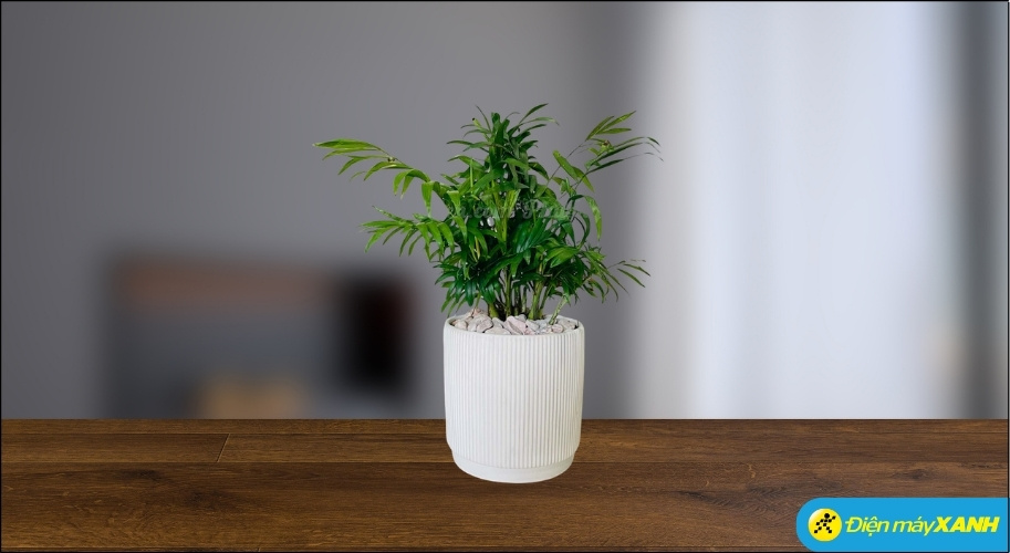 Cau Tiểu Trâm có dáng nhỏ xinh, tán lá xanh mướt sum suê, mang lại cảm giác tươi mới