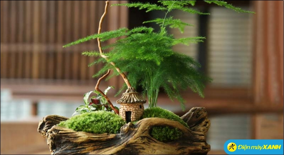 Thuỷ Tùng là là loại cây bản mệnh của hành Thủy, giúp gia tăng năng lượng, mang lại may mắn