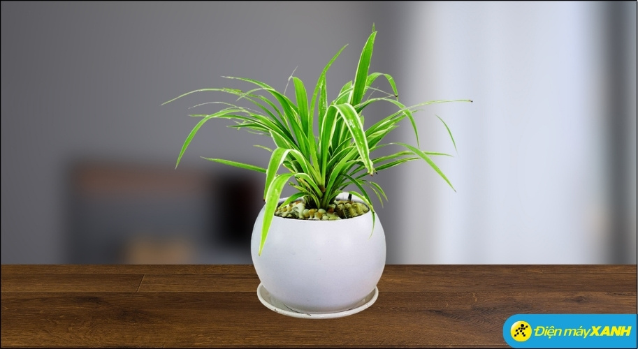 Cây Dây Nhện, đặc biệt là loại có sọc trắng hoặc trắng tuyền, là lựa chọn lý tưởng cho mệnh Thủy