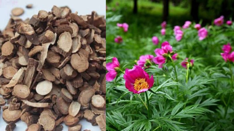 Rễ xích thược là bộ phận chính được sử dụng làm dược liệu