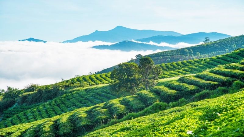 Đồi ch&egrave; cầu đất