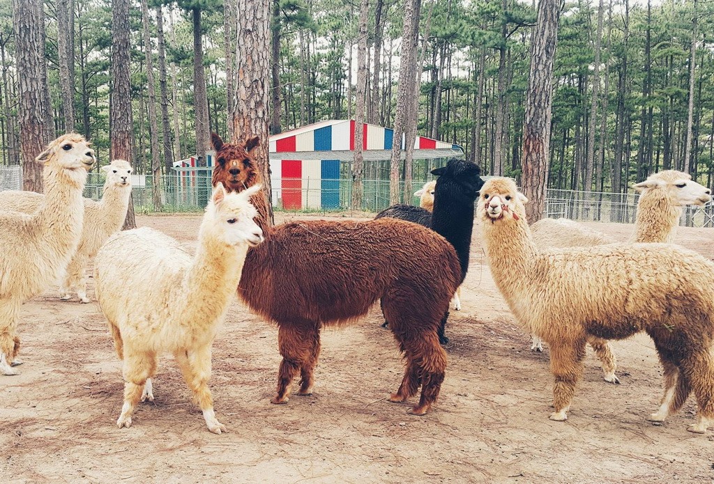 Những chú lạc đà Alpaca cực hút khách tại vườn thú ZooDoo Những chú lạc đà Alpaca cực hút khách tại vườn thú ZooDoo