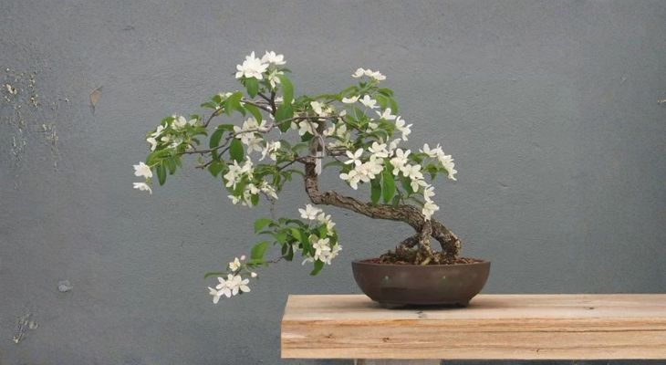 Màu trắng của hoa Nguyệt Quế chính là màu bản mệnh của hành Kim, tạo nên sự tương hợp tuyệt đối