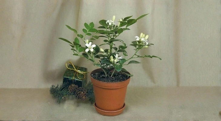 Nếu vẫn muốn trồng vì yêu thích mùi hương, bạn nên sử dụng chậu cây có màu sắc thuộc hành hỏa hoặc thổ (như đỏ, nâu, cam) 