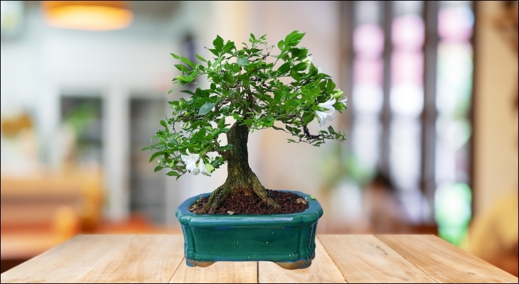 Đối với bàn làm việc, bạn nên chọn những chậu Nguyệt Quế bonsai nhỏ xinh để tăng khả năng tập trung và giảm bớt căng thẳng