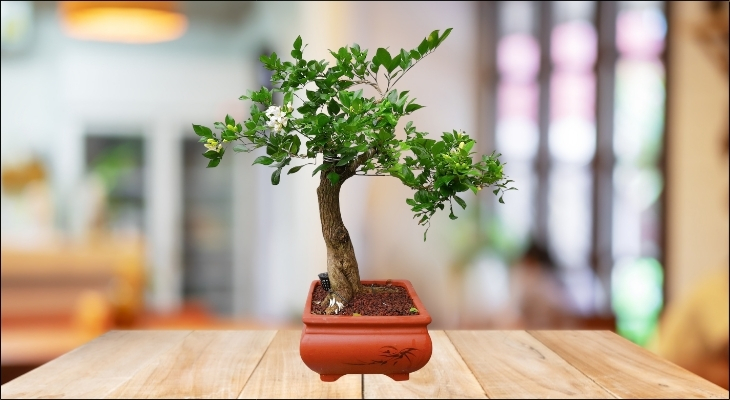 Bạn hoàn toàn có thể hóa giải bằng cách đặt cây trong chậu màu đỏ hoặc đặt cạnh những món đồ trang trí có màu sắc nóng